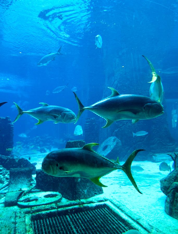 The Aquarium at Atlantis