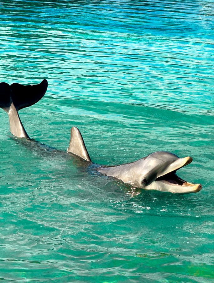 Sunrise dolphin swim