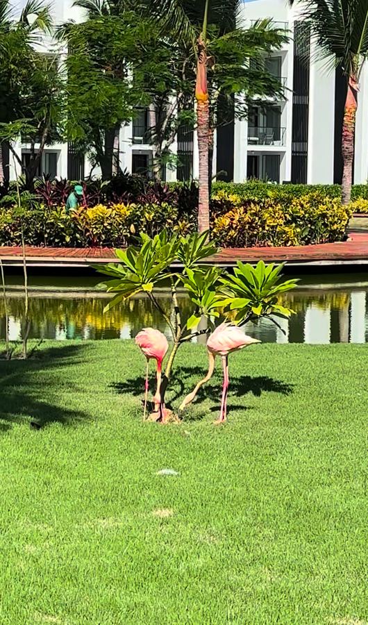 Flamingos at the resort